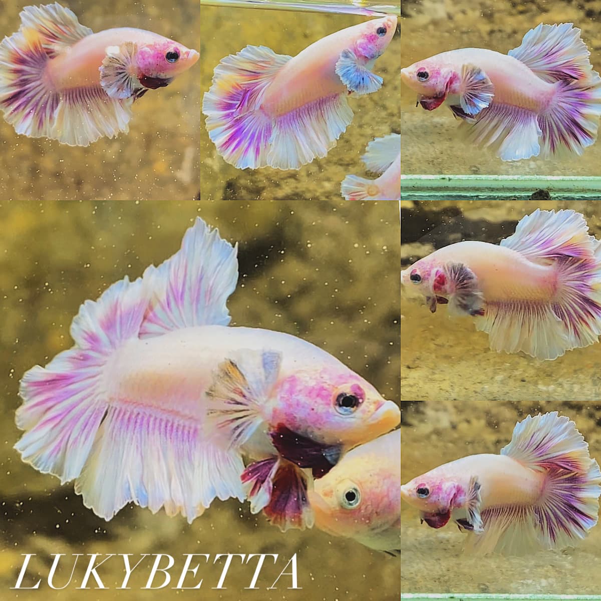 🩵🩷ROSETAIL SAKURA FEATHERTAILS🩵🩷