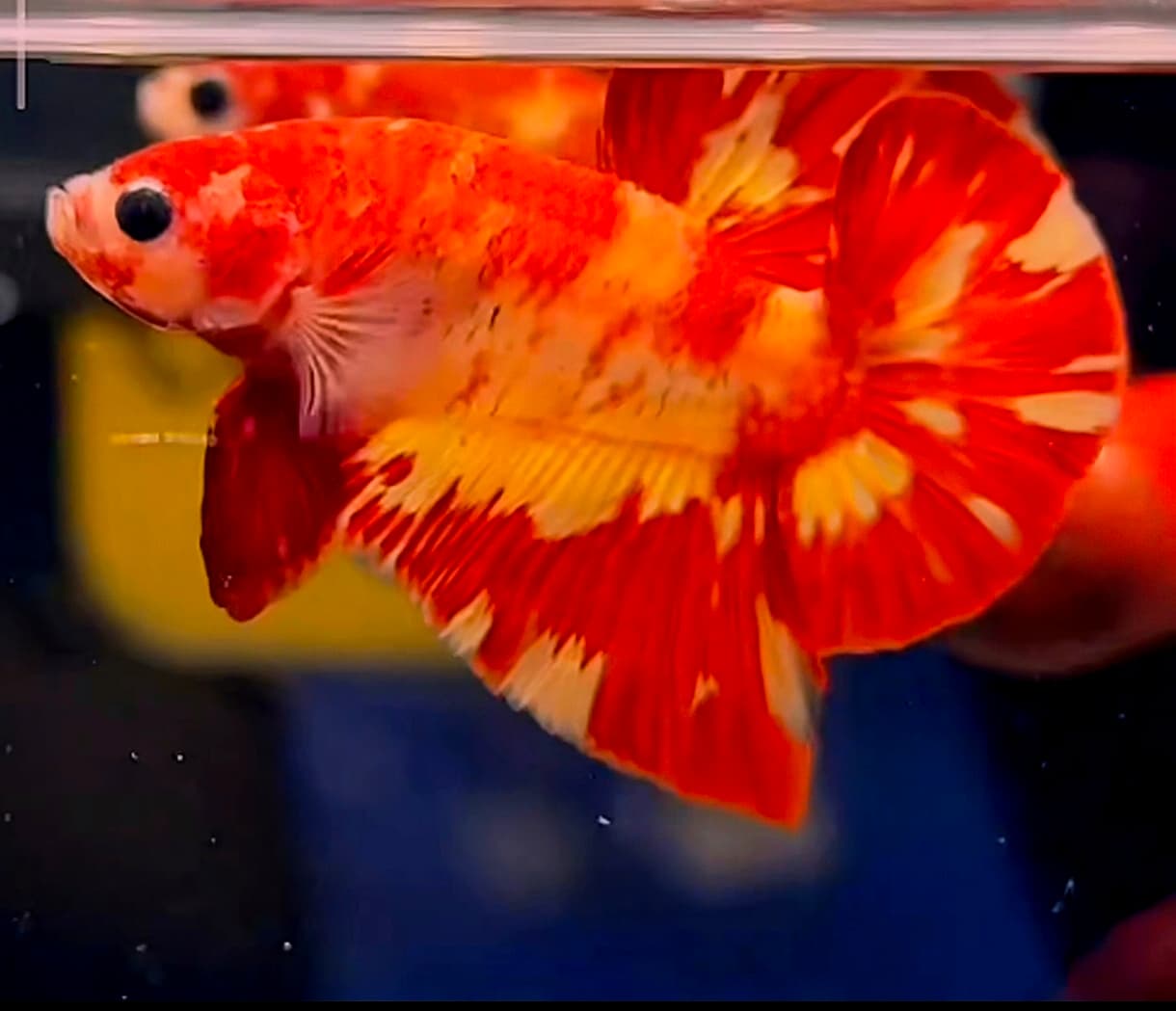 1 male marble leopard