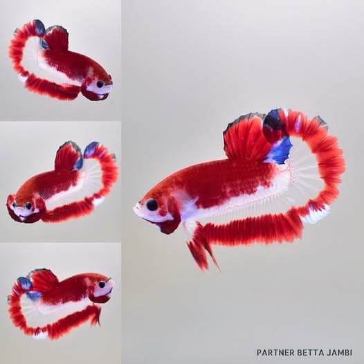 AOC { RARE ITEM } - HMPK