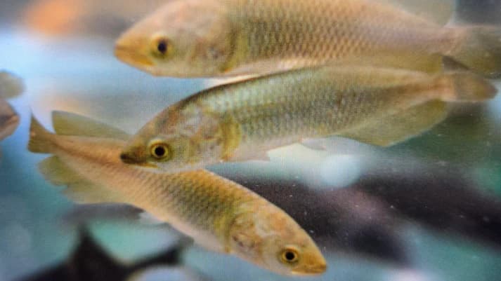 African arowana 8-10cm