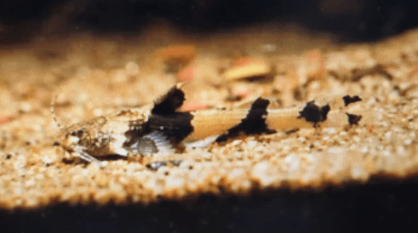 Akysis preshadi catfish 2-3cm