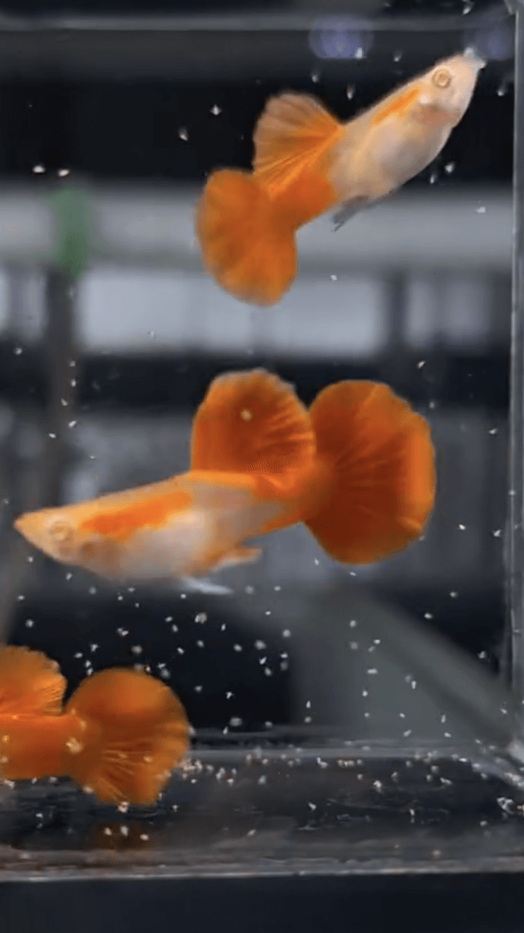 Alb HB Red Rose tail juvenile