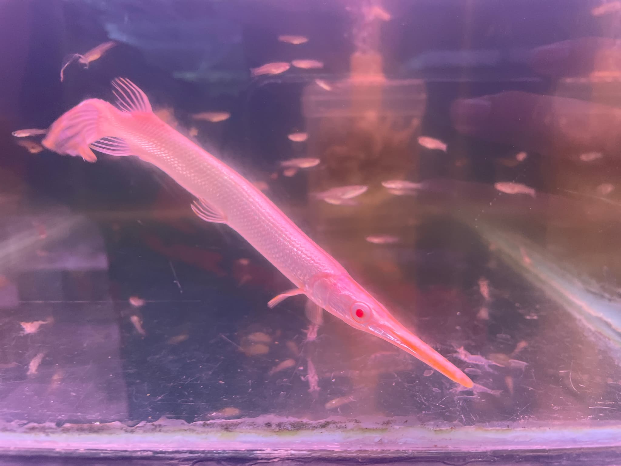 Albino Florida Gar