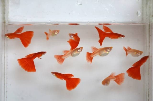 Albino Full Red Guppy