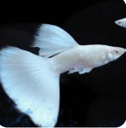 Albino full platinum