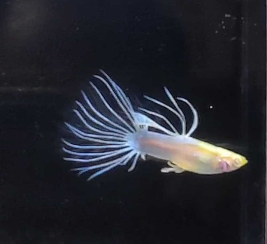 Guppy Albino skyblue crowntail