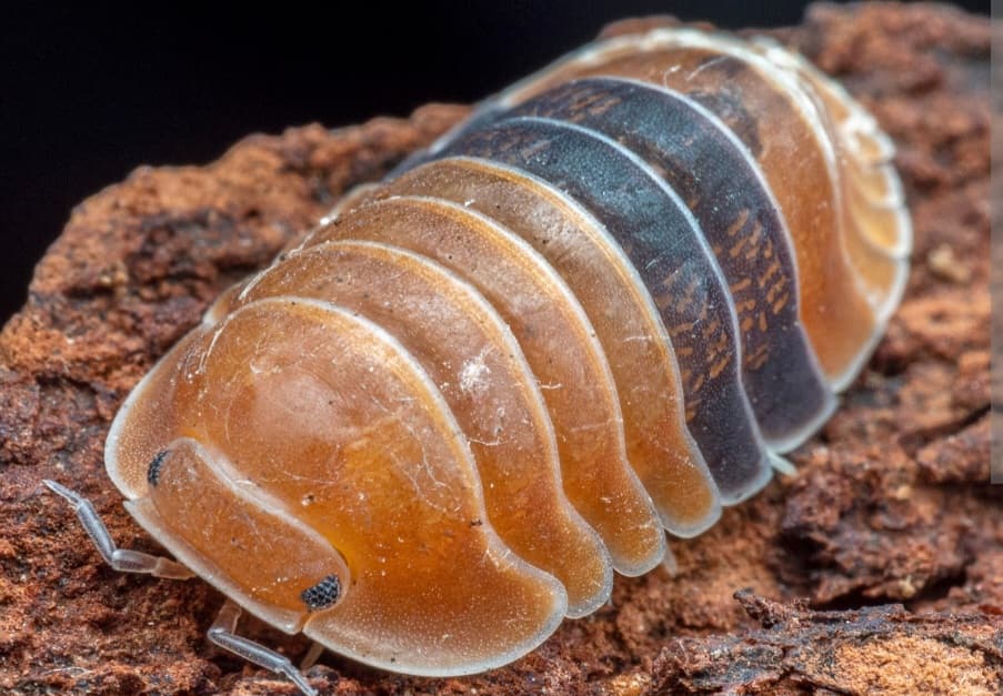 Isopod Amber