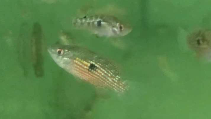 American flagfish 2.5-3cm