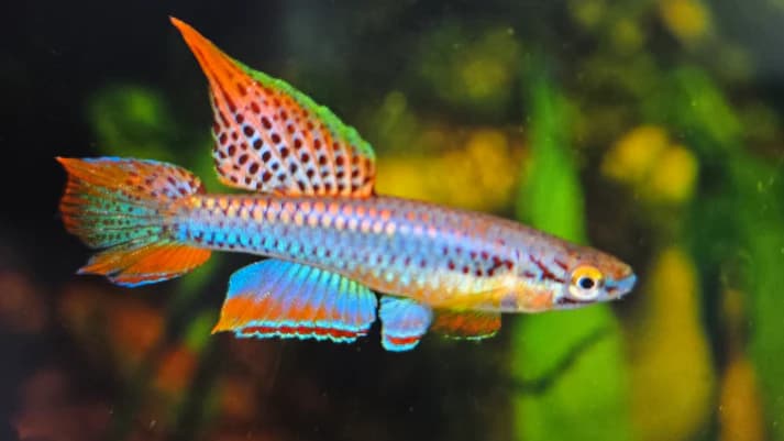 Aphyosemion bivittatum lagos 3-4cm