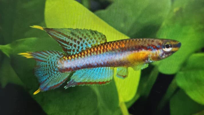 Aphyosemion poliaki 3-4cm