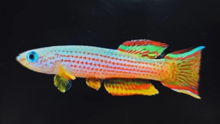 Aphyosemion striatum 3-4cm