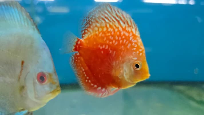 Assorted Discus 2", 3", 4"