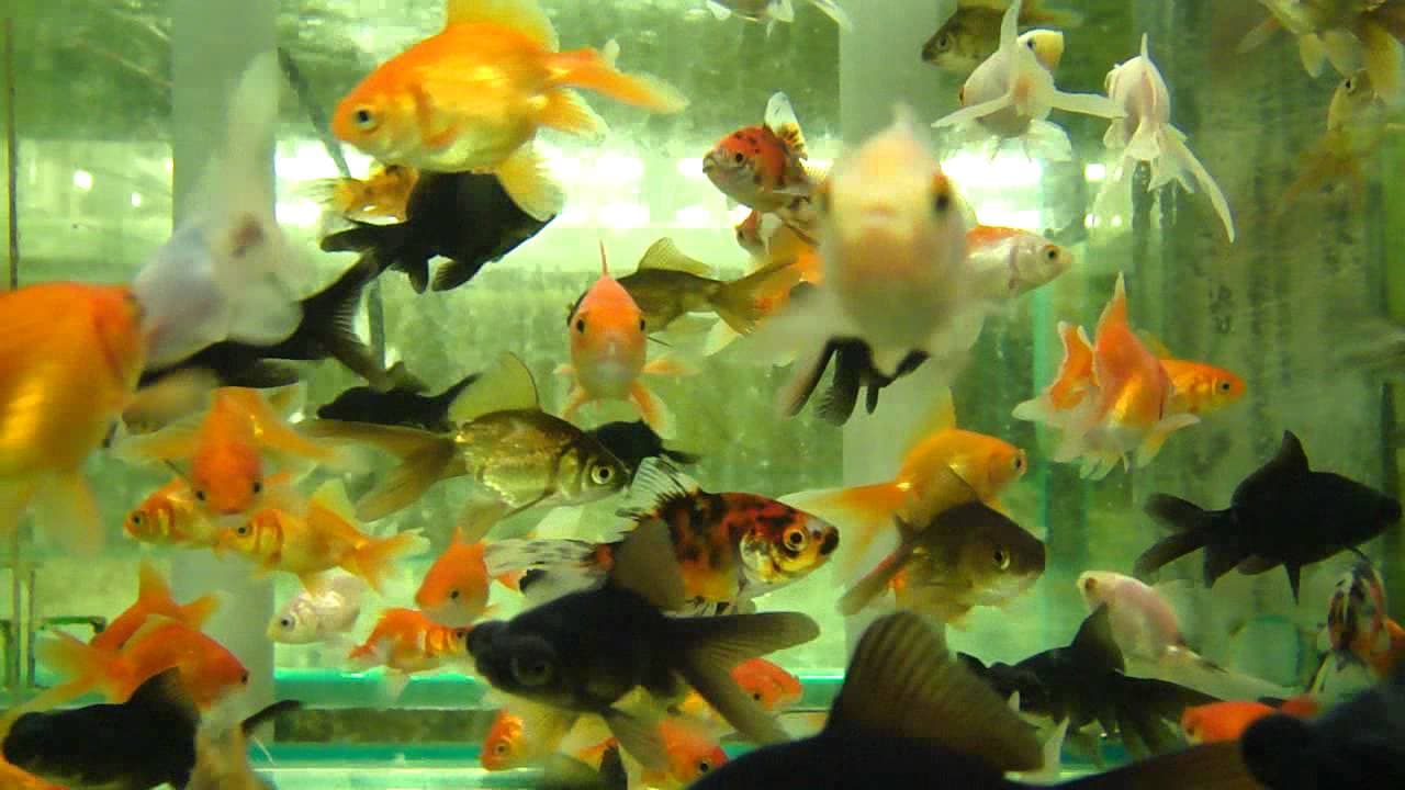 Assorted Fantail goldfish 5cm