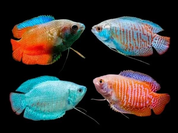 Assorted colisa gourami 4cm