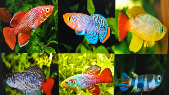 Assorted killifish 3-4cm