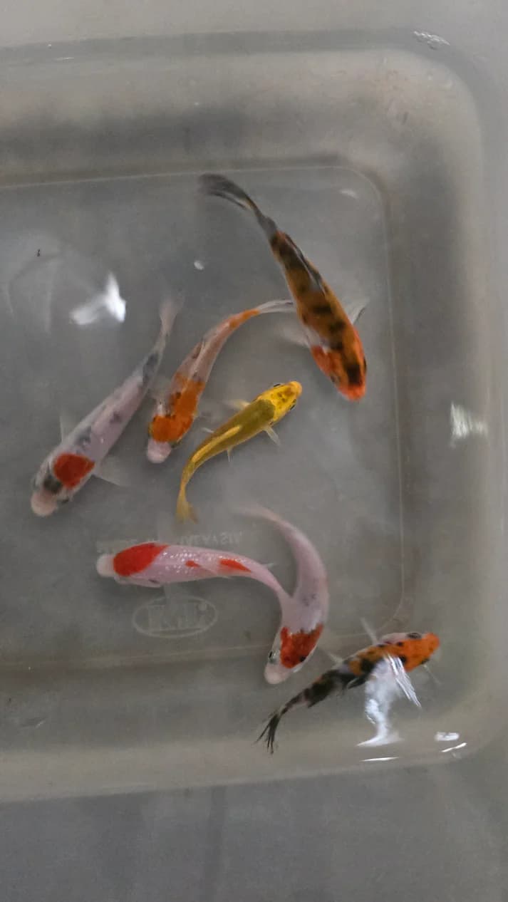 Assorted koi