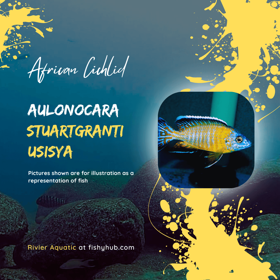 Flavescent Peacock Cichlid (Aulonocara Stuartgranti Usisya)