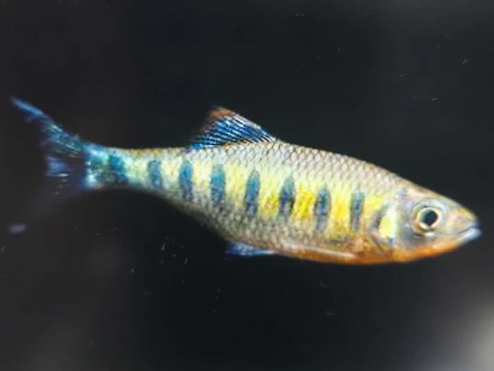 Barilius ardens 3-4cm