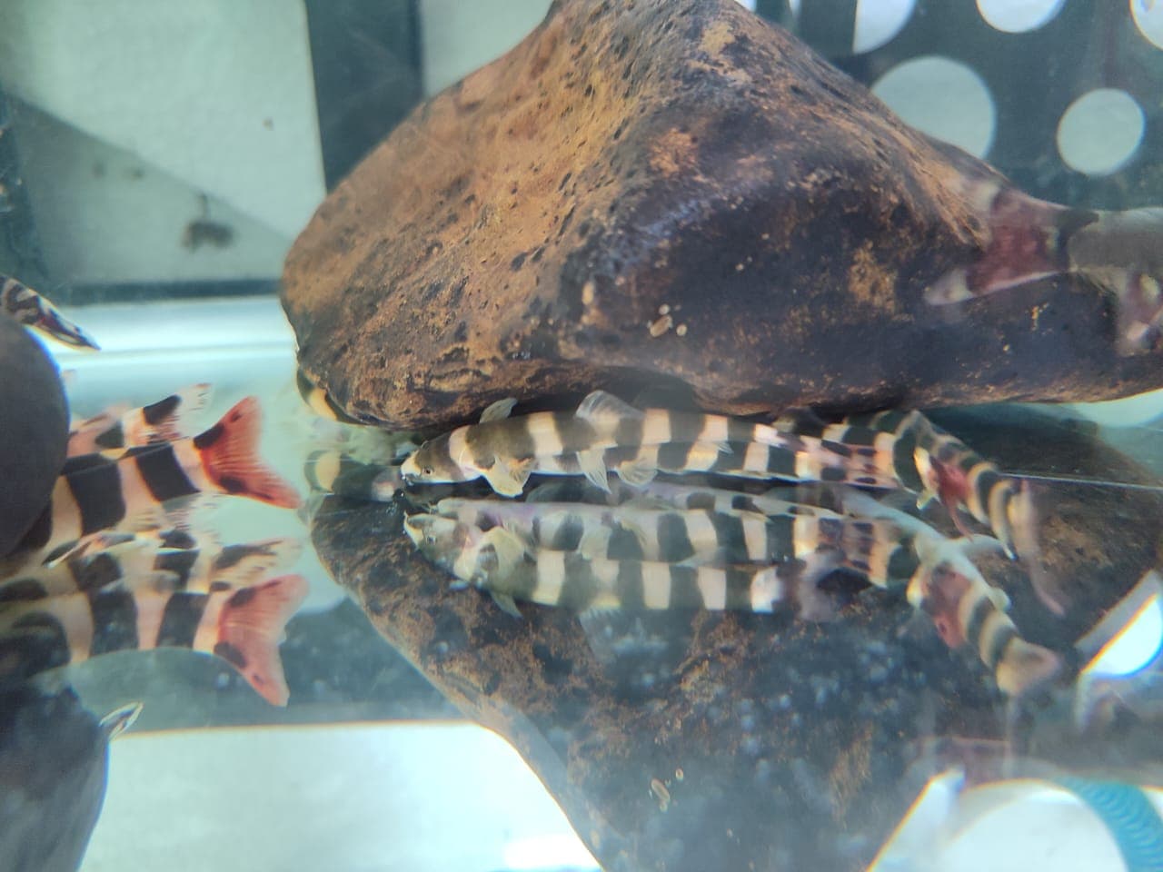 Barito Loach (Kapuasia Falaris)