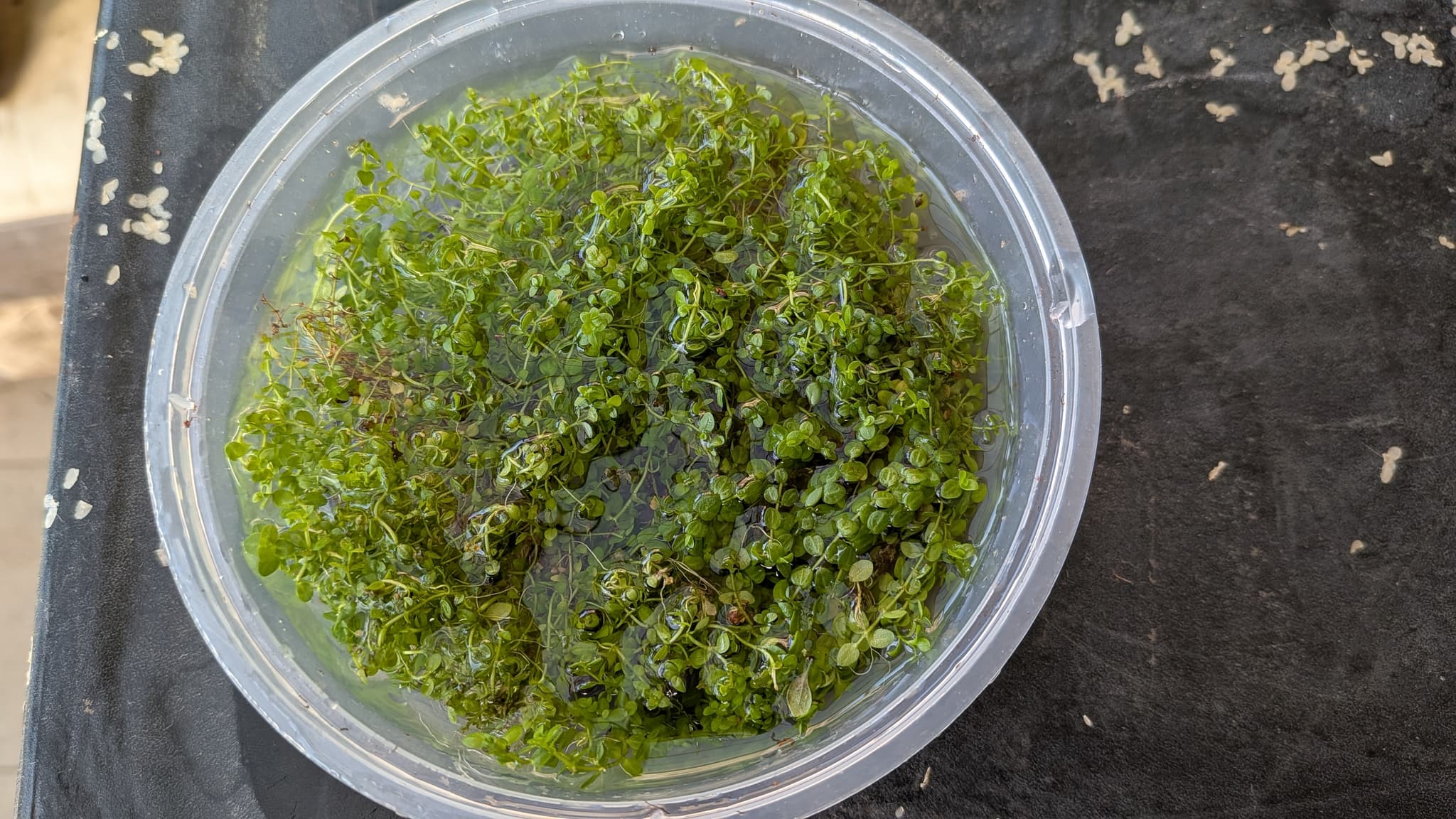 Beautiful Monte Carlo