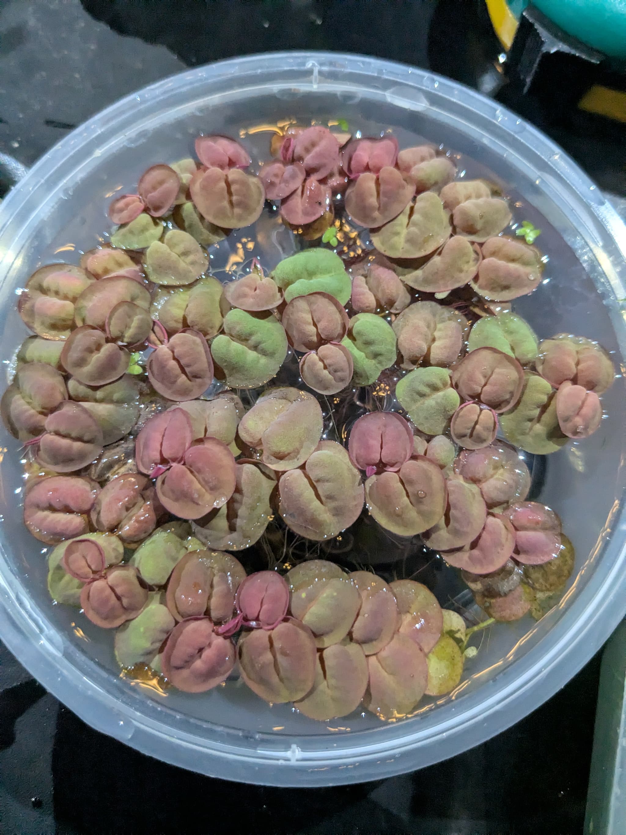 Beautiful red root floater