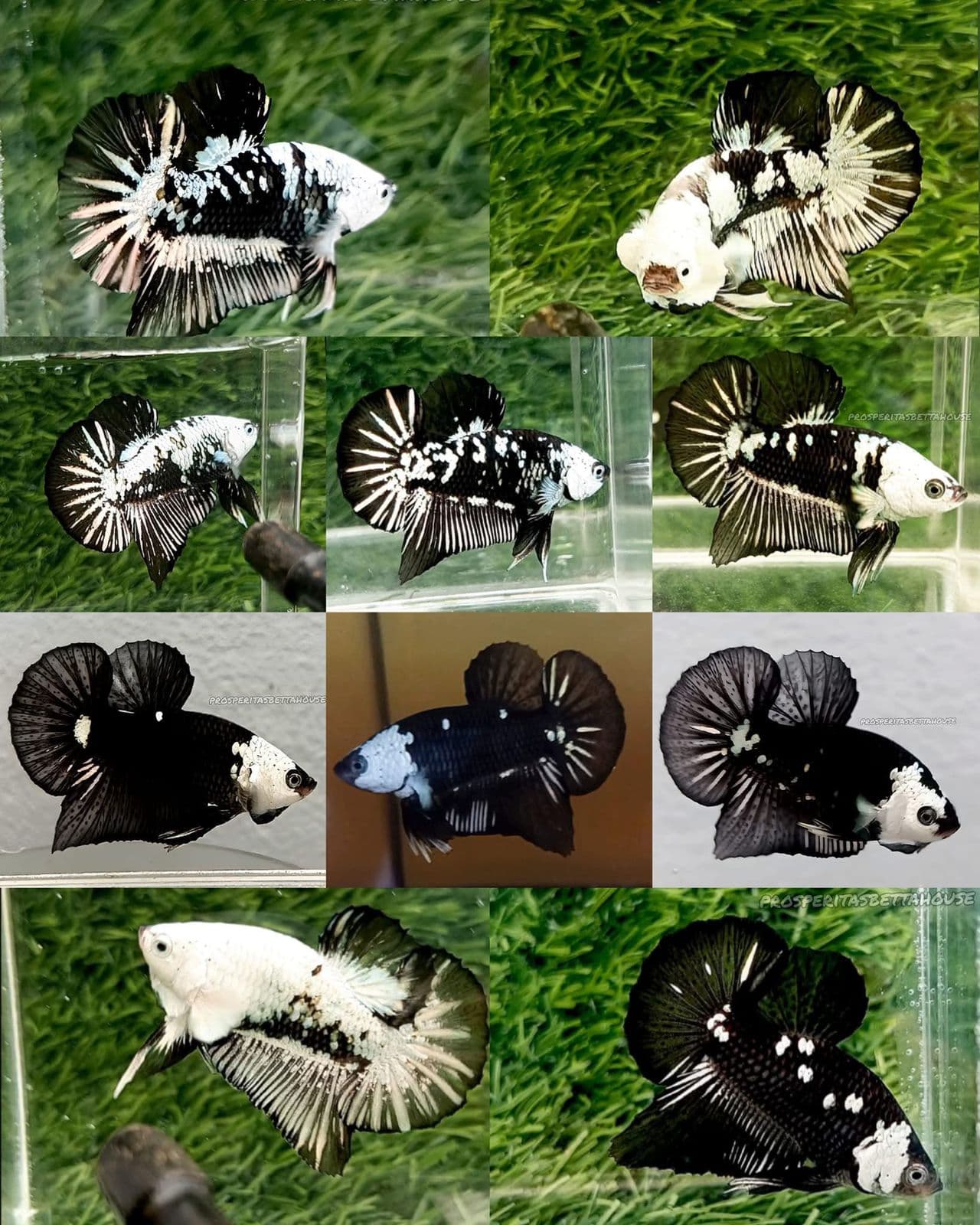 Betta Black Mamba Snow White Ear