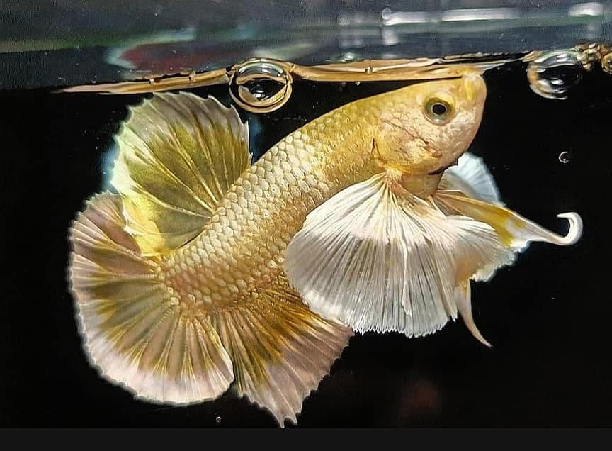 Betta Gold Plakat Dumbo Ear