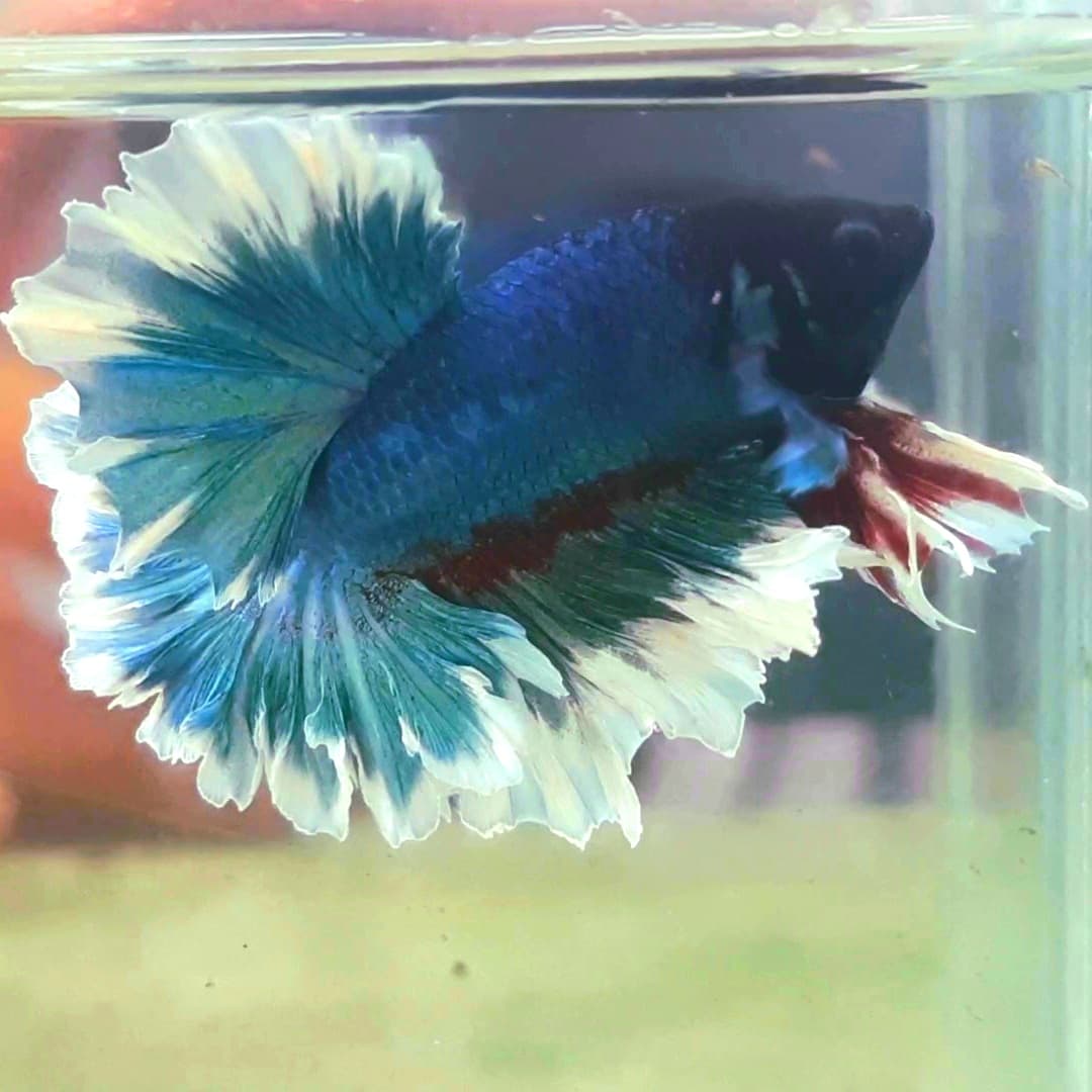 Betta Halfmoon Feathertail