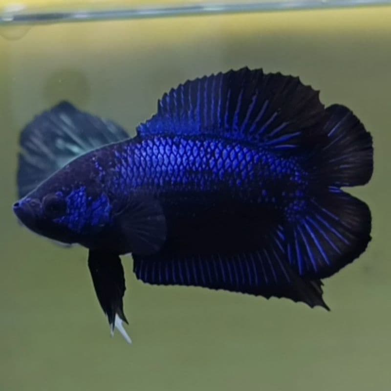 Betta PKDT Blue Samurai