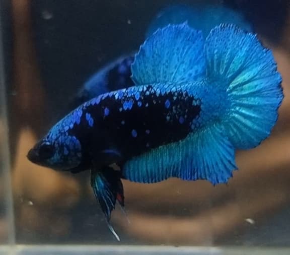 Blue-Black Betta