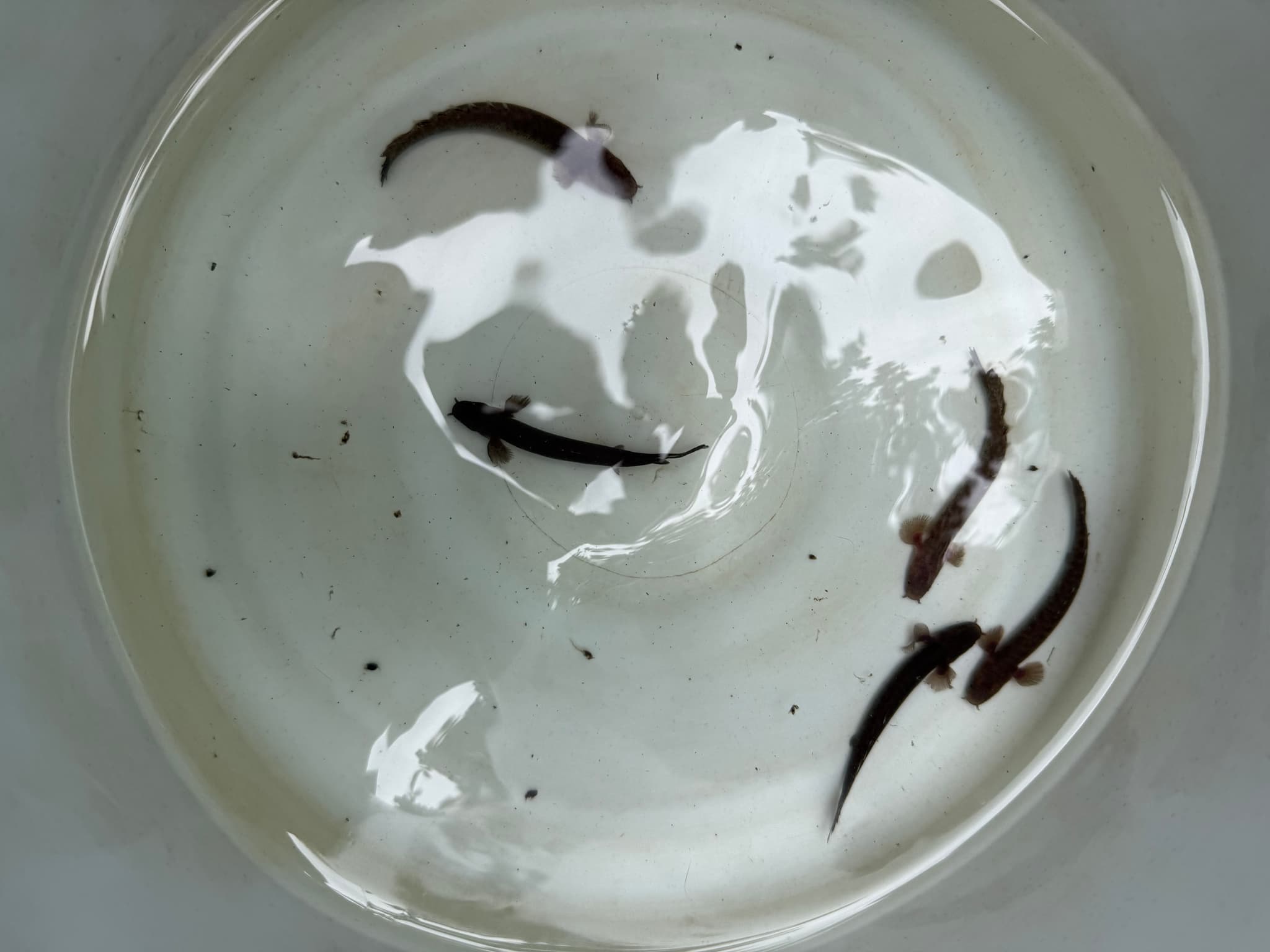 Birchir polypterus teugelsi