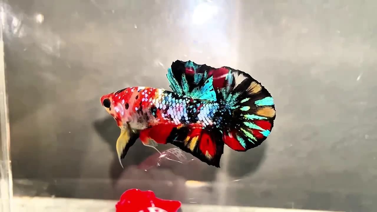 Black Galaxy Nemo Multicolour