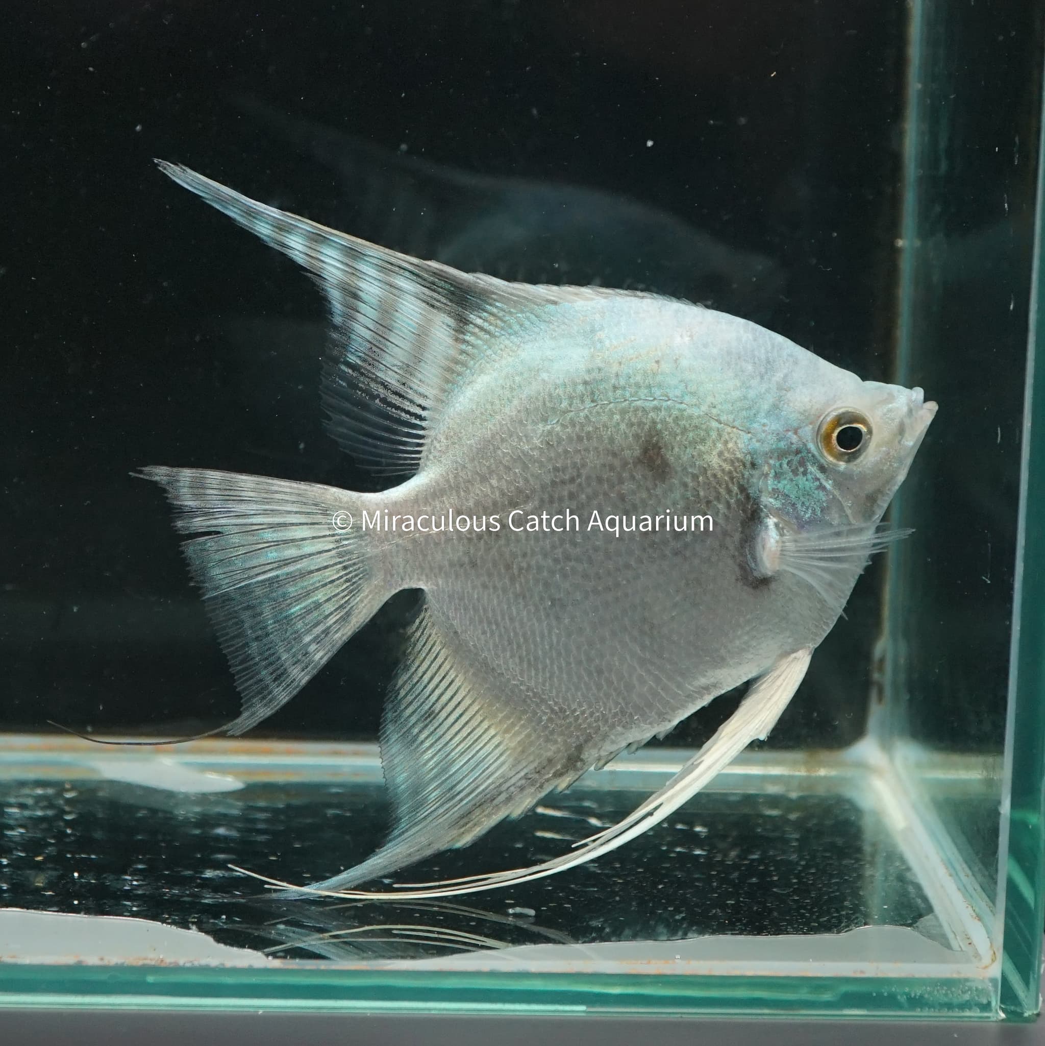 Blue Chocolate Angelfish