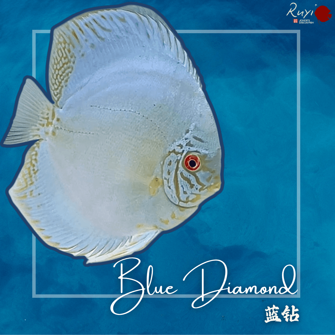 Blue Diamond 蓝钻 4"