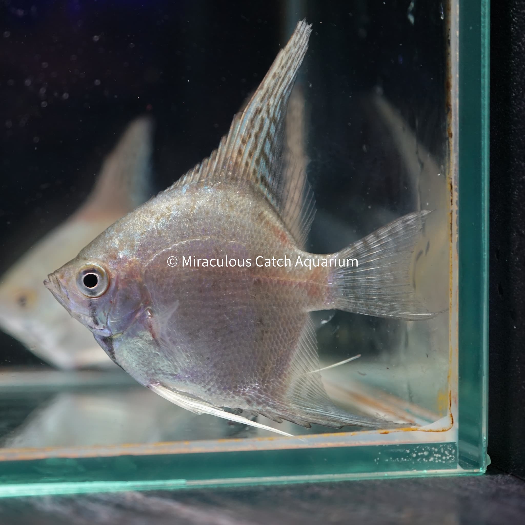 Blue Leopard Angelfish