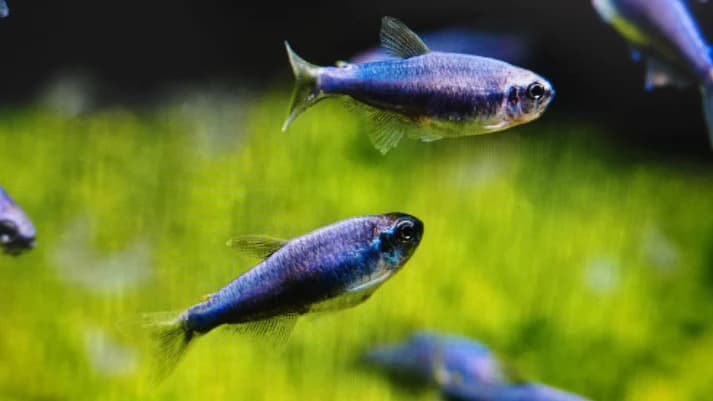 Blue emperor tetra 2.8cm