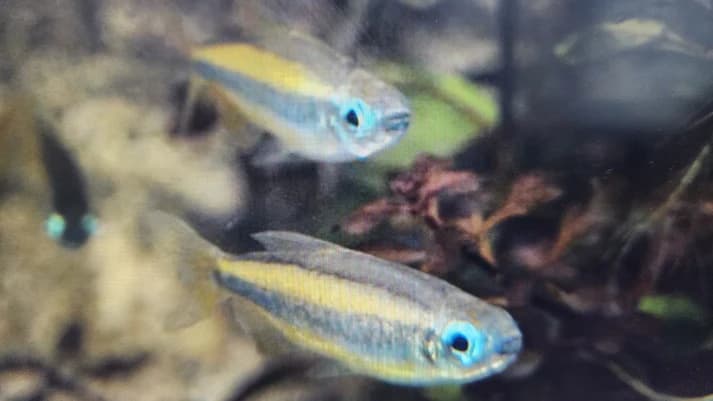Blue eye congo tetra 3.5-5cm