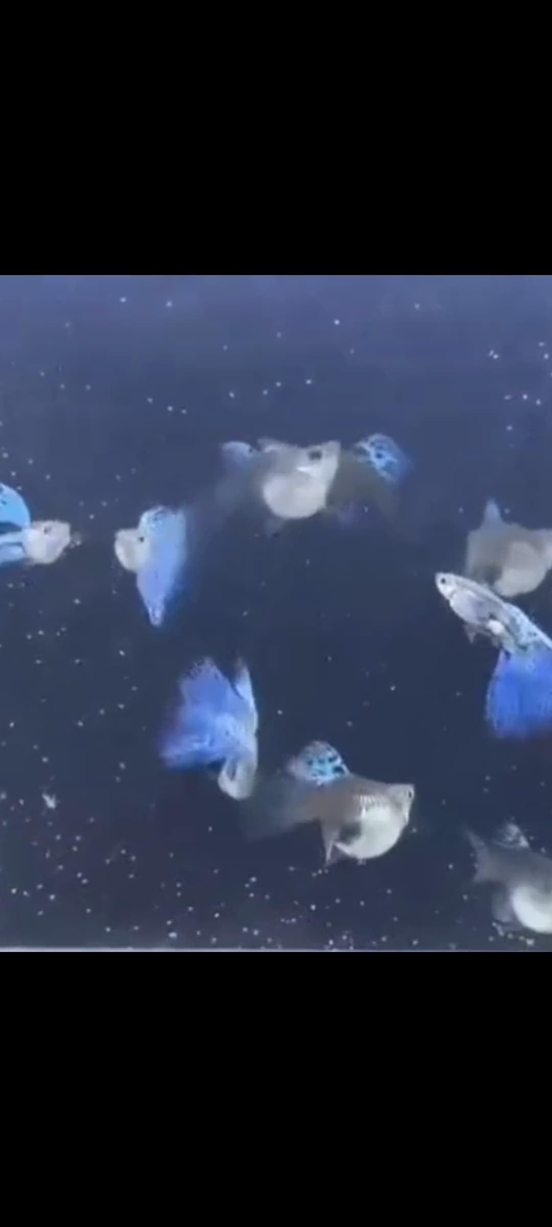 Blue grass short body