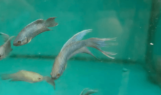 Blue paradise fish 4cm