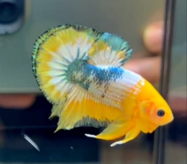 COMP GRADE HMPK FCCP YELLOW TRIBANDING