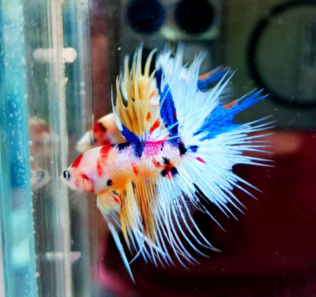 CROWNTAIL MULTICOLOUR METALIC