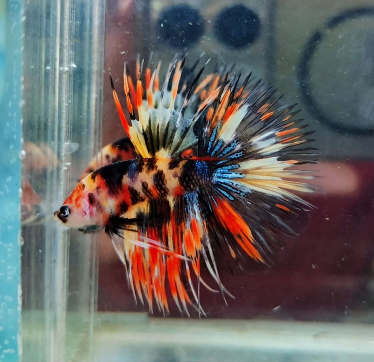 CROWNTAIL MULTICOLOUR METALIC