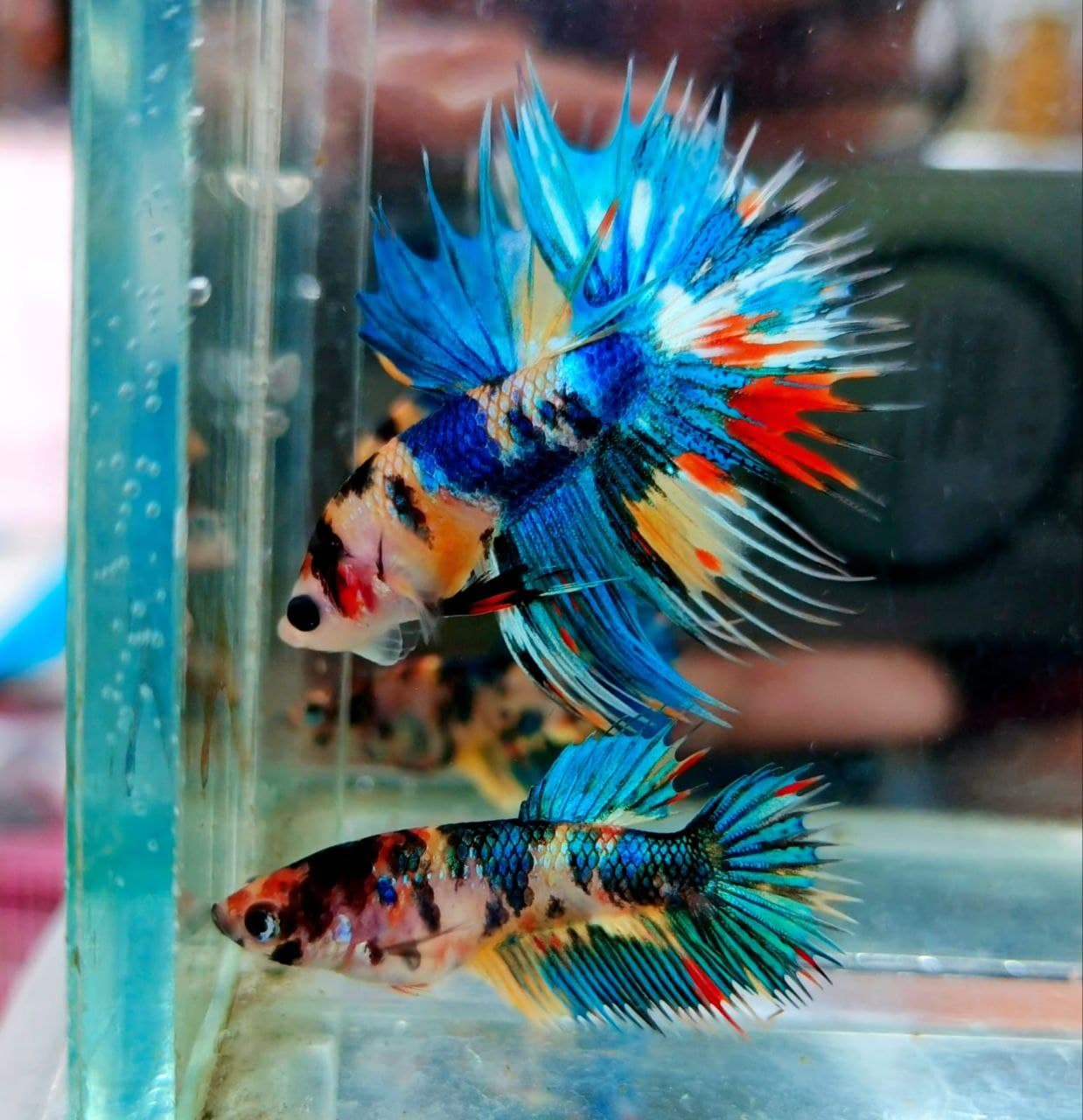 CROWNTAIL MULTICOLOUR METALIC