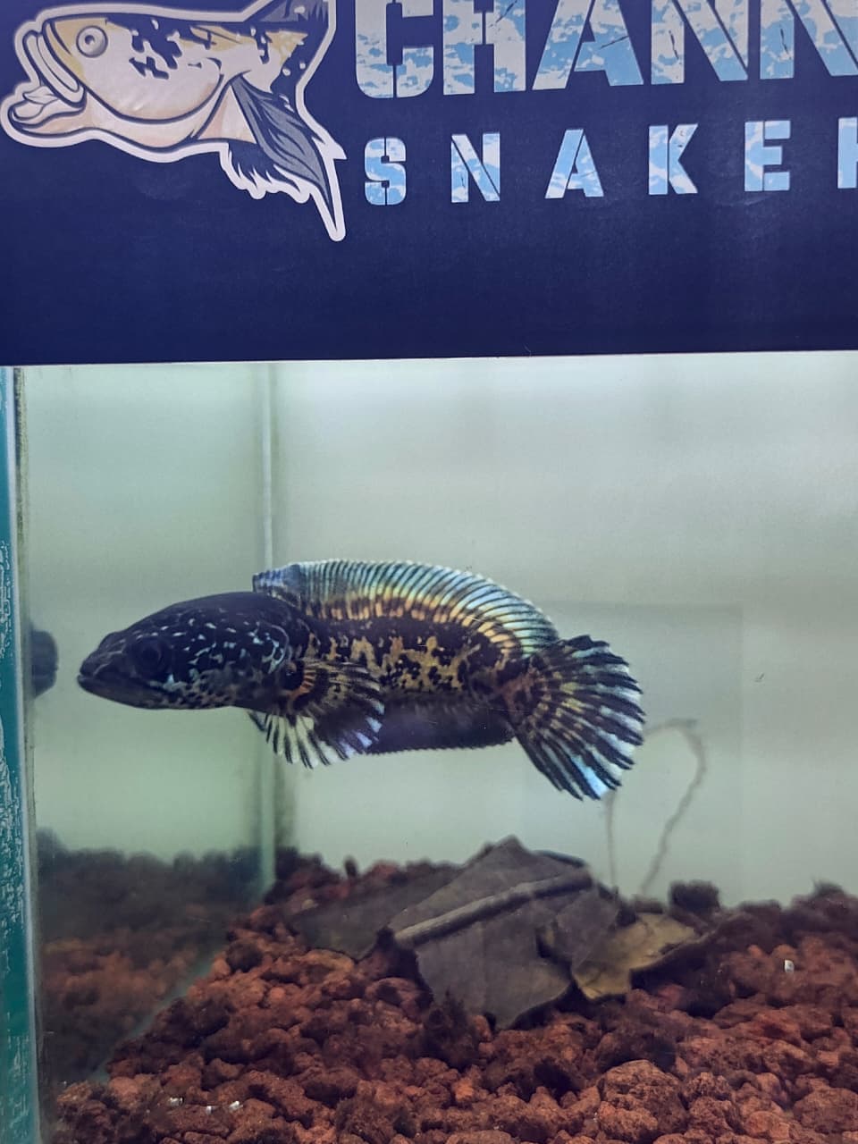 Channa Auranti Captive Breed Short Body and bent body