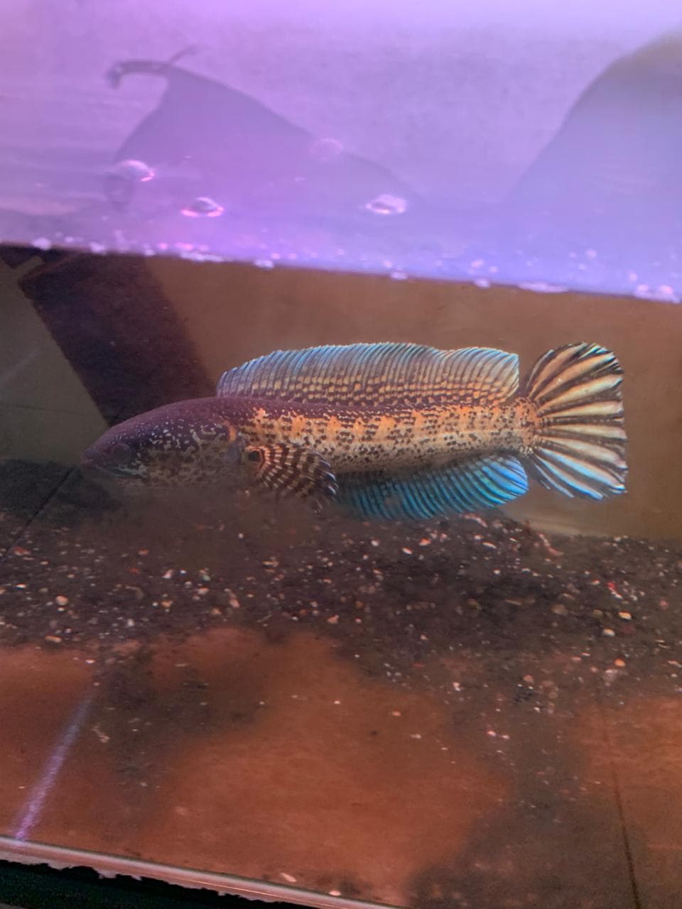 Channa Auranti Captive Breed