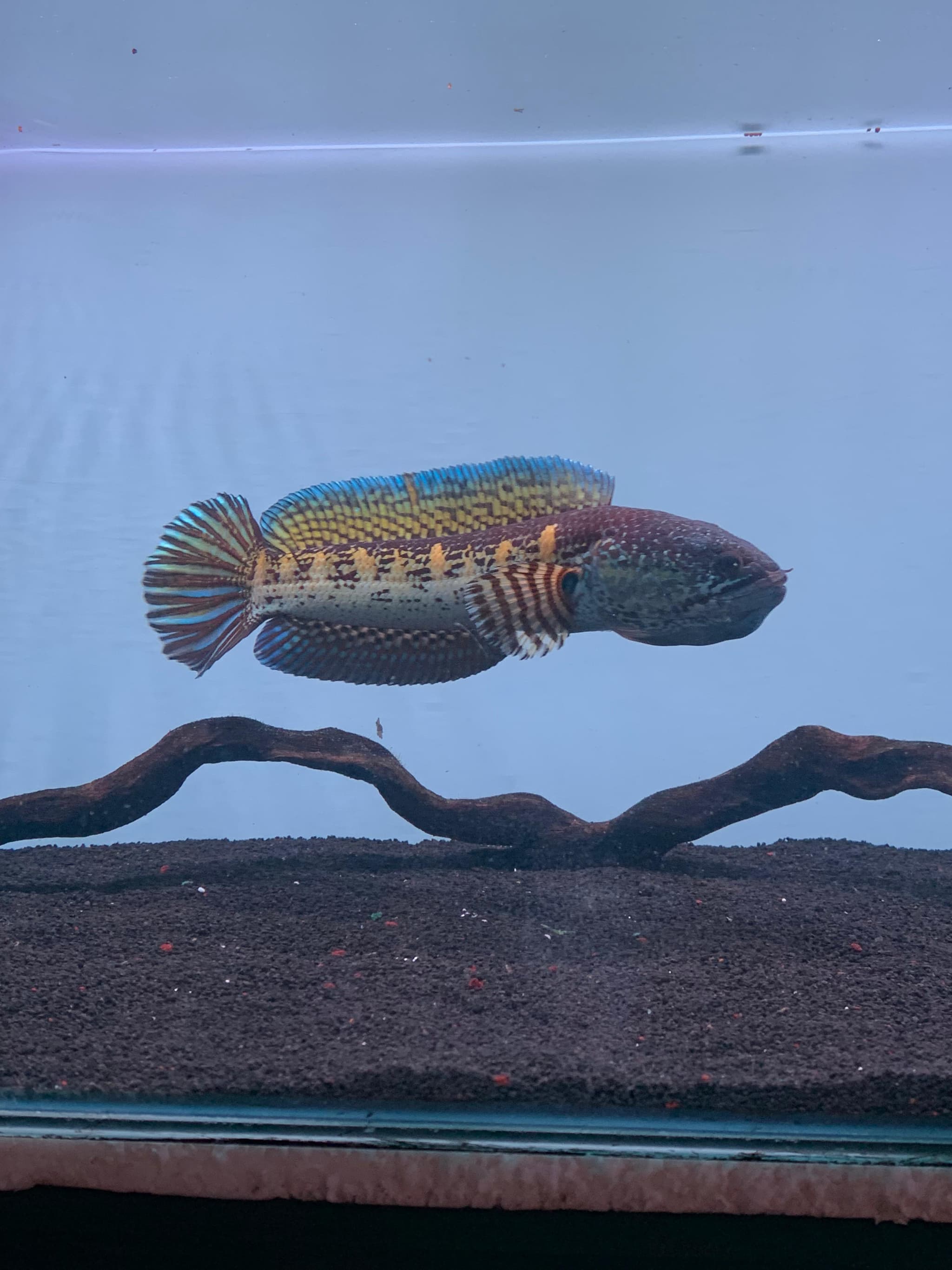 Channa Auranti WC 01