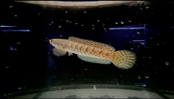 Channa Aurantimaculata