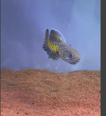 Channa Golden Cobra 18cm High Quality