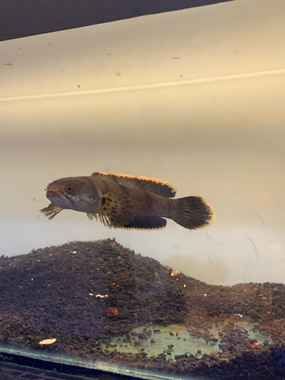 Channa Limbata Butterfly