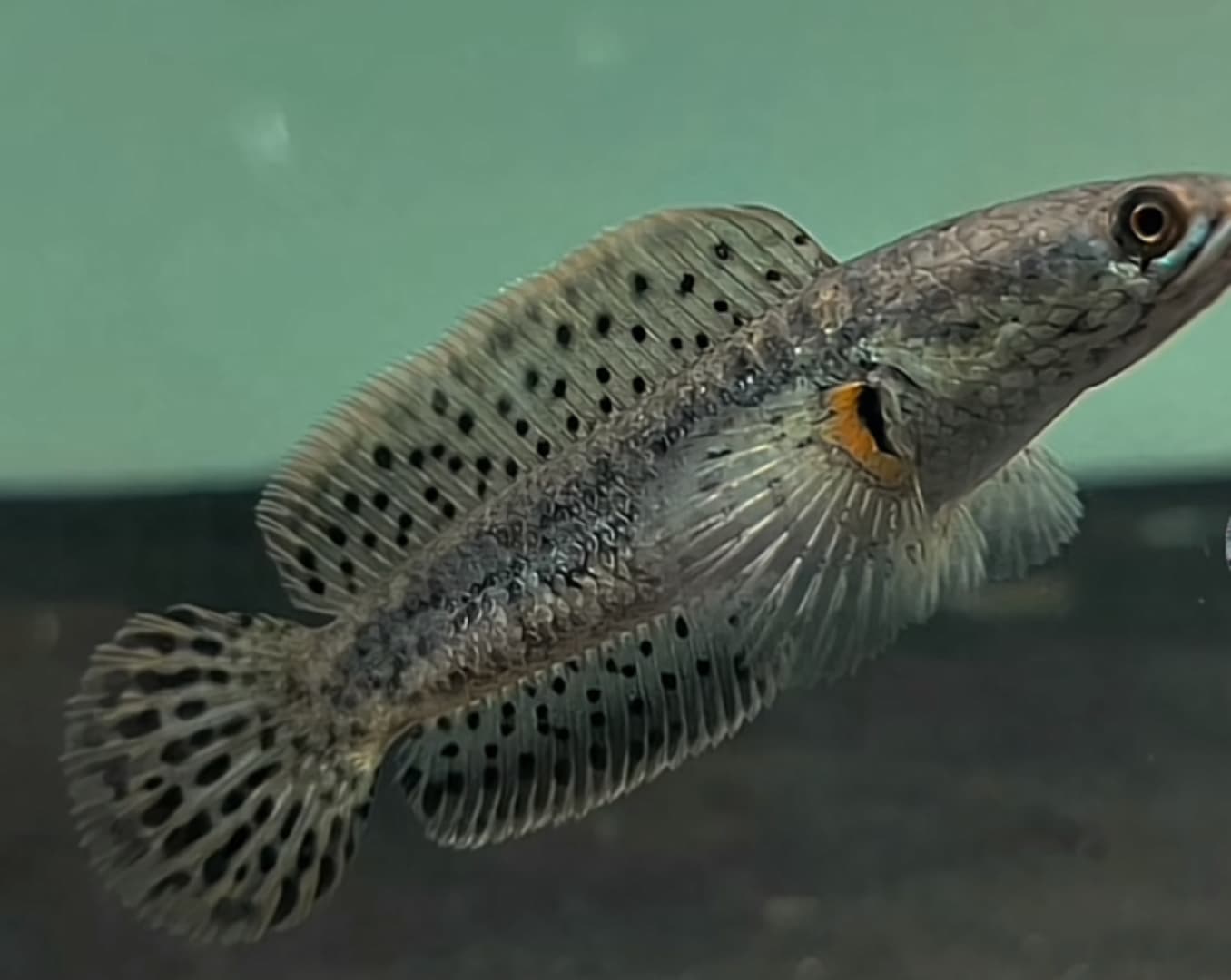 Channa Limbata HF short body